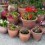 Container Plants on Patio