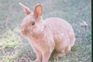 Closeup of bunny.