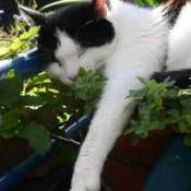 Cat sleeping on potted plants.