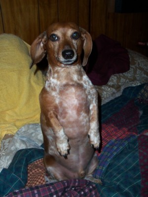 Dog sitting up on haunches.