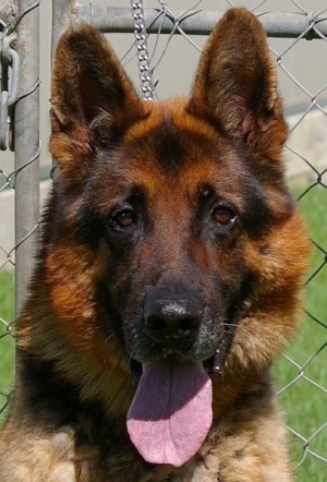 Closeup of Shepherd.