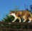 Homemade Cat Repellents