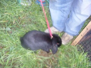 Black bunny on a leash.