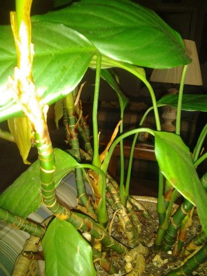 Leaves of the plant.