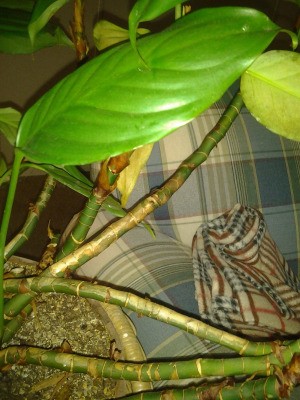 Leaves and stem.