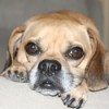 Closeup of dog's face.