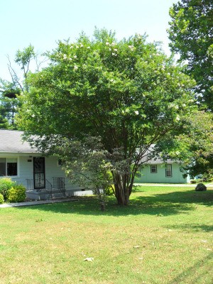 Large crape myrtle tree in front yard.