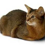 Abyssinian cat.