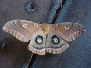 Full view of the moth.