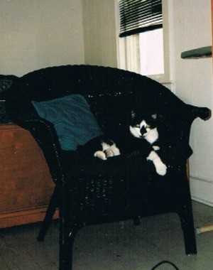 Jake relaxing on a wicker chair.
