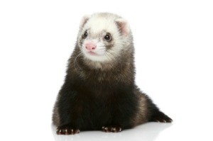 Pet Ferret Pictures