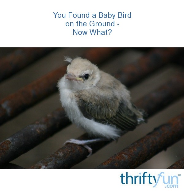 you found a baby bird on the ground now what thriftyfun you found a baby bird on the ground now what thriftyfun
