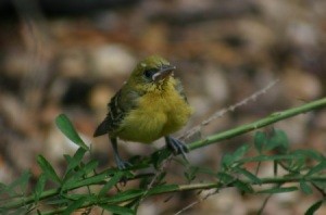 Orchard Oriole