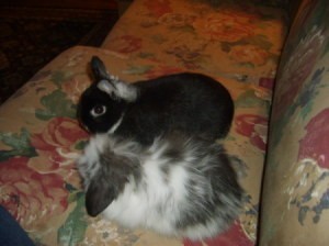Two bunnies on the couch.
