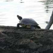 A turtle sitting on a log at American Lake, WA