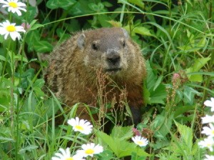 Woodchuck in the garden.