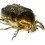 Iridescent bug in close up.