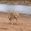 Coyote on western river bank.