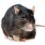 Closeup of a grey rat.
