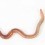 Earth worm.