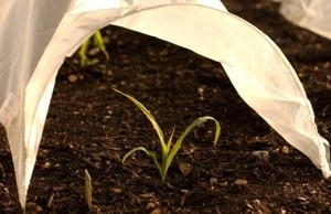 Floating Row Covers Over New Seedlings