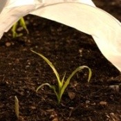 Floating Row Covers Over New Seedlings