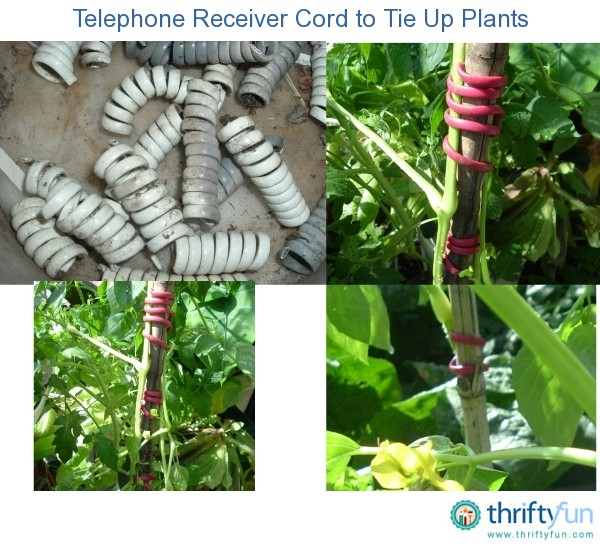 Using Telephone Receiver Cord to Tie Up Plants ThriftyFun