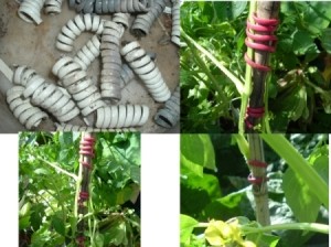 Plants with cord wrapped around stem and bamboo stake.