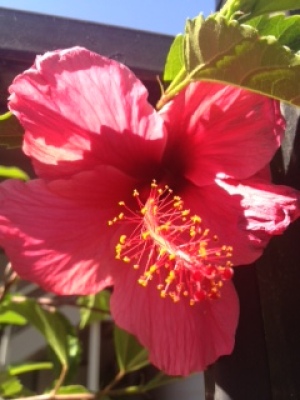 Dark pink flower.