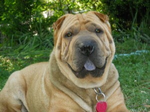 Closeup of dog on lawn. 