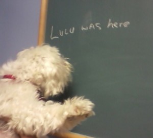 Someone holding Lulu up to a chalk board that says, 