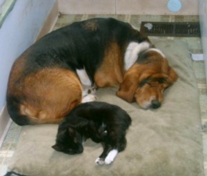 Dog and cat lying together.