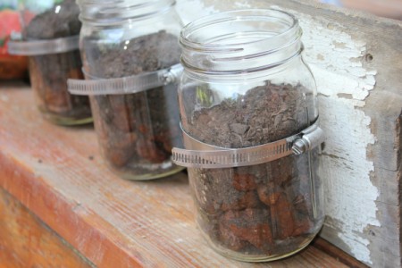 The canning jars filled with soil.