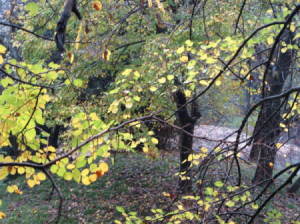 Leafy trees.