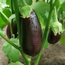 Eggplants hanging on the plant.