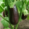 Eggplants hanging on the plant.