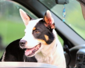 Closeup of Romeo in the truck.