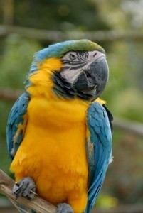 Homemade Parrot Food Recipes