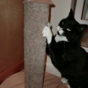 The homemade cat scratching post in action.