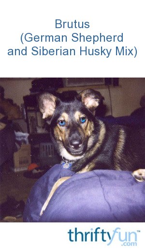 Brutus (German Shepherd and Siberian Husky Mix) | ThriftyFun Brutus (German Shepherd and Siberian Husky Mix) | ThriftyFun