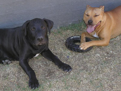 Tammy & Tyson (American Staffordshire Terrier and an American Staffy-Mastiff) 