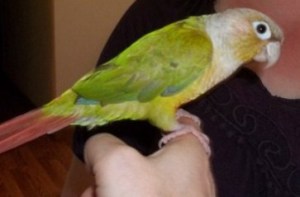Parrot on owner's finger.