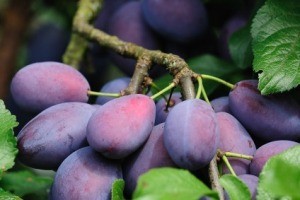 Growing a Plum Tree from a Cutting