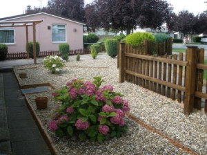 Pink flowering hydrangea in yard.