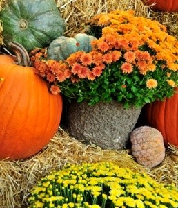 Photo of potted mums.