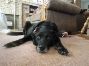 Bella relaxing on the floor.
