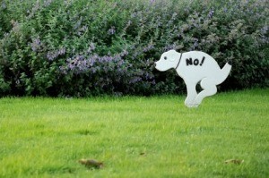 A no dog pooping sign in someone's lawn.