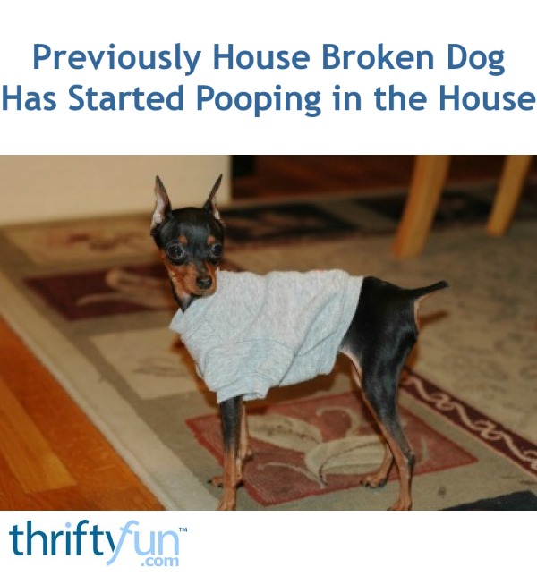 House Trained Dog Pooping Inside | ThriftyFun