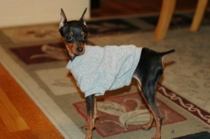 Previously House Broken Dog Has Started Pooping in the House