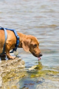 Photo of a Mini Dachshund by the water.